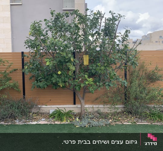 עץ לימון בגינה עם דשא סינתטי וגדר עץ